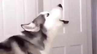 Furry Gay XXX 6